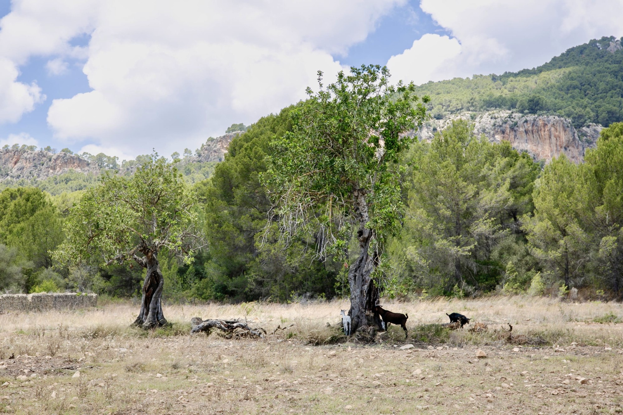 RUTA-PR-MA 1- Peguera-EsCapdellà